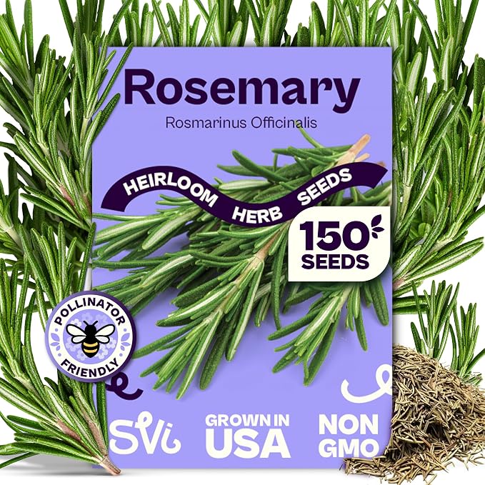 SVI 150 Rosemary Seeds for Planting (Rosmarinus officinalis) – Aromatic Herbs, Harvest for Fresh or Dried Rosemary Leaves – Heirloom Herb Seeds for Outdoor & Indoor Garden, Containers