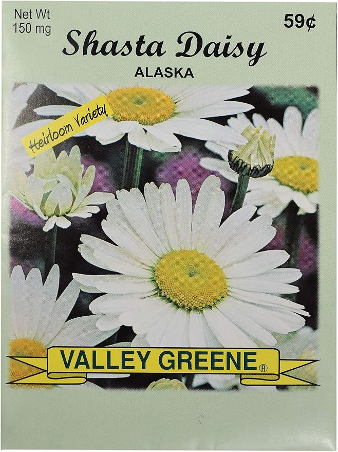 Black Duck Brand Set of 25 Shasta Daisy Flower Seed Packets! Flower Seeds in Bulk - Great for Creating The Garden of Your Dreams! (25, Shasta Daisy - Alaska)