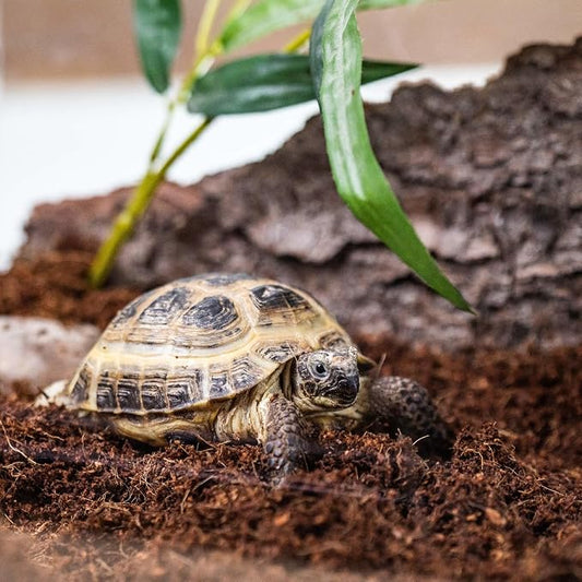 Gardenera Terrarium Bedding - Premium Blend of Coco Coir, Charcoal, Pumice, and Vermiculite for Vibrant Terrariums - 1 Quart