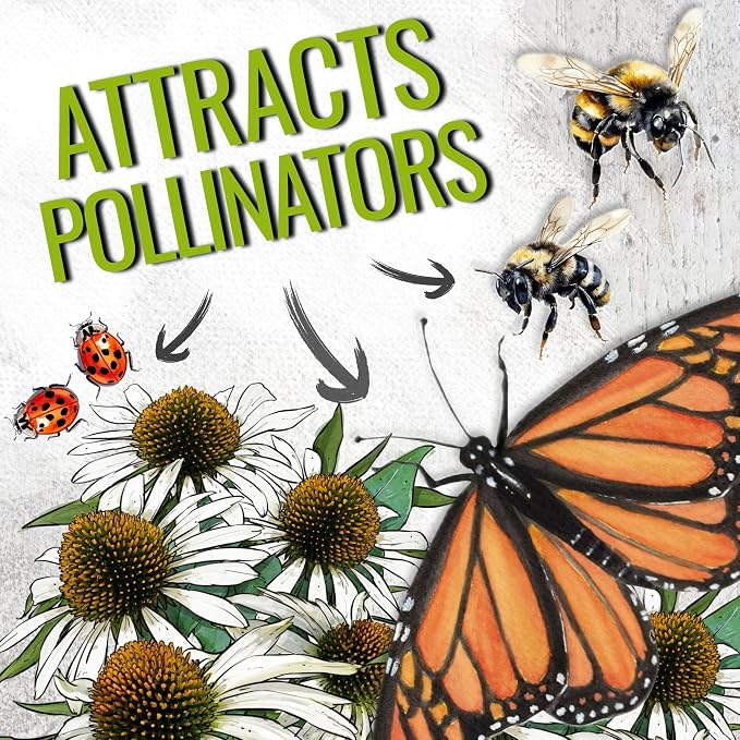 Seed Needs White Swan Coneflower Seeds to Plant Echinacea Flowers 2 Packs
