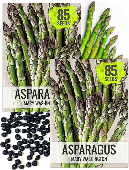 Seed Needs Mary Washington Asparagus Seeds to Plant Heirloom 2 Packs