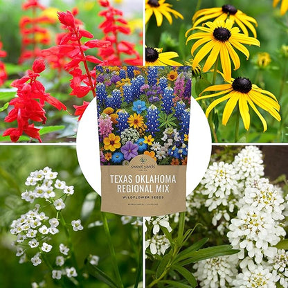 Texas Oklahoma Wildflower Seeds Mixture - Bulk 1/4 Pound Bag - Over 60,000 Native Seeds - Open Pollinated and Non GMO