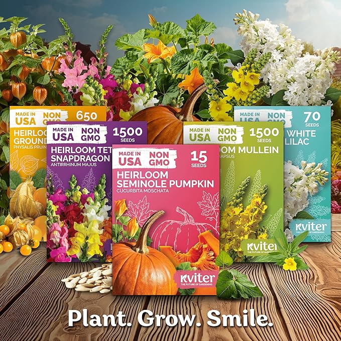 KVITER 75 Chocolate Cherry Sunflower Seeds to Plant (Helianthus annuus) – Heirloom Seed Non GMO Organic Sunflowers Variety, Long Vase-Life Blooms – Flower Seeds for Planting in Home Garden