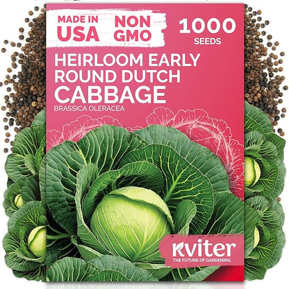 KVITER 1000 Early Round Dutch Cabbage Seeds (Brassica Oleracea) - Cold Tolerant Round Dutch Cabbage, Compact Green Heads, Non-GMO Seed Packets - Vegetable Seeds for Home Garden, Small Space Rows