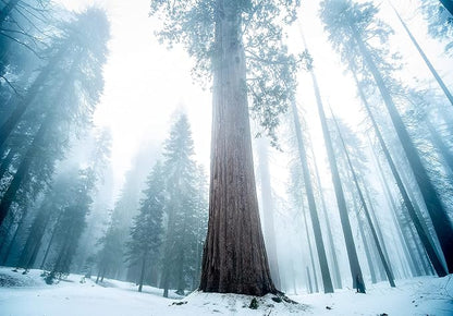 Giant Sequoia | Tree Seed Grow Kit | The Jonsteen Company