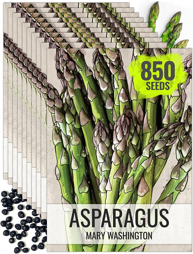 Seed Needs Mary Washington Asparagus Seeds to Plant Heirloom 10 Pack