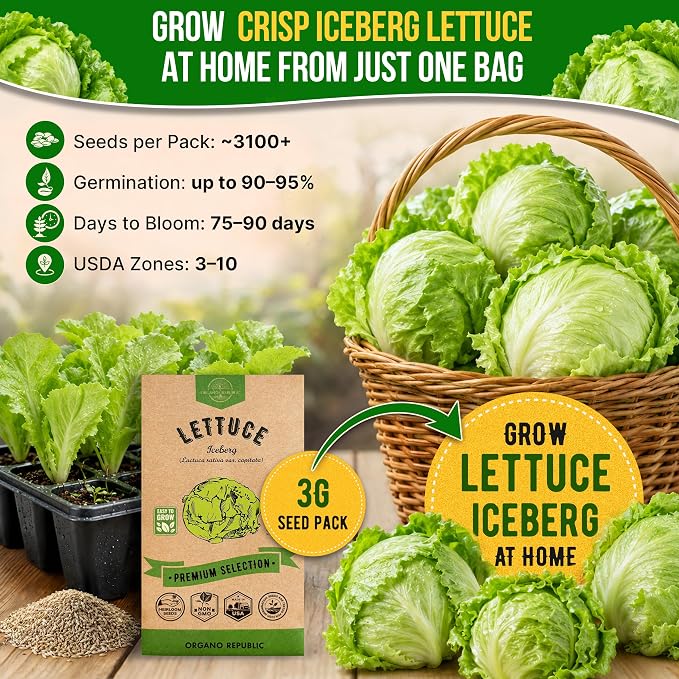 Lettuce Iceberg Seeds Pack 3G - Over 3,100 Non-GMO Heirloom Lettuce Seeds for Planting Greens in Individual Seed Packet, Greens Seeds for Planting Home Garden Indoor & Outdoor Gardening
