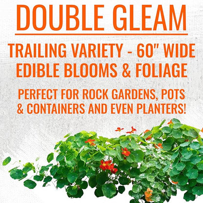 Seed Needs Nasturtium Garden Seeds Variety Pack of 2 Edible Wildflowers