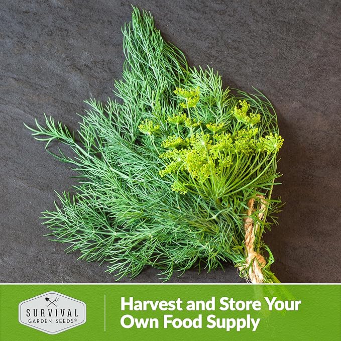 Compact Dill Seeds for Planting – Dwarf Dill for Containers & Small-Space Gardens – High Germination Heirloom Non-GMO Herb for Indoor or Outdoor Growing – Survival Garden Seeds (2 Packs)