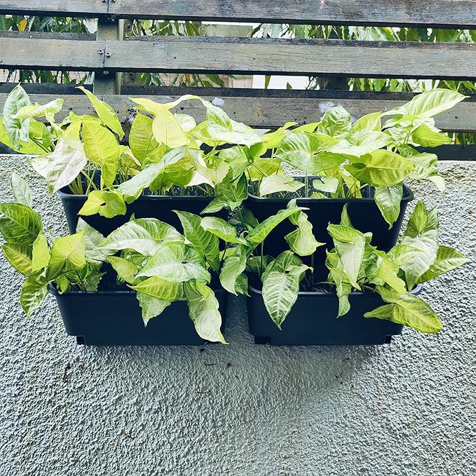 Maxona Vertical Wall Planter for Indoor Plant-Walls Mounted Pot with 2 Drainage Tray 8 Pack, 13 inch Black Color for Indoors and Outdoor Decor, Plastic Pots Balcony Planters, Plants Hanging