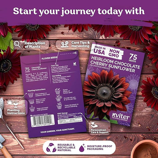 KVITER 75 Chocolate Cherry Sunflower Seeds to Plant (Helianthus annuus) – Heirloom Seed Non GMO Organic Sunflowers Variety, Long Vase-Life Blooms – Flower Seeds for Planting in Home Garden