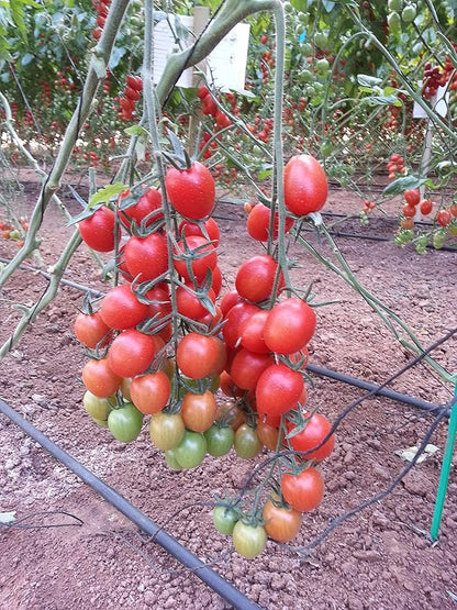 Seeds Vine Red Tomato Indeterminate Non GMO Vegetable for Planting
