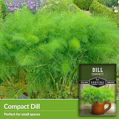 Compact Dill Seeds for Planting – Dwarf Dill for Containers & Small-Space Gardens – High Germination Heirloom Non-GMO Herb for Indoor or Outdoor Growing – Survival Garden Seeds (1 Pack)