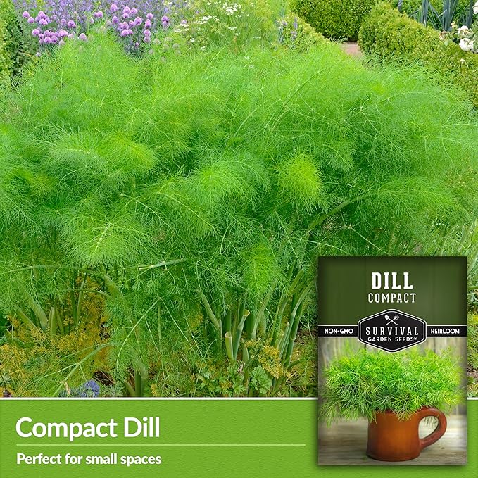 Compact Dill Seeds for Planting – Dwarf Dill for Containers & Small-Space Gardens – High Germination Heirloom Non-GMO Herb for Indoor or Outdoor Growing – Survival Garden Seeds (2 Packs)