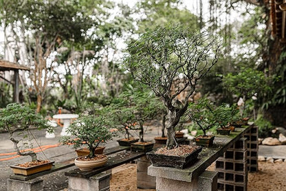 Bonsai Tree Bundle | Collection of 5 Live Tree Seedlings | The Jonsteen Company