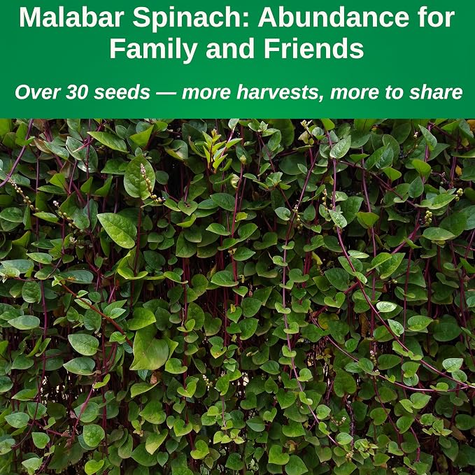 TKE Farms & Gardens - Red Malabar Spinach Seeds for Planting, Heirloom Non-GMO Climbing Spinach, Nutritious Asian Vegetable Seeds, 30 Seeds, Basella rubra, 1 Packet