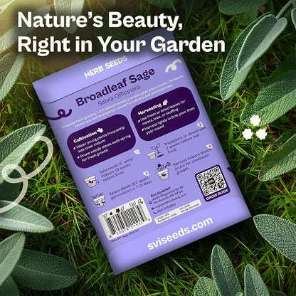 SVI 350 Broadleaf Sage Seeds (Salvia officinalis) - Common Sage, Heirloom Aromatic Herbs - Culinary Herb Seeds for Containers, Home, Kitchen Herb Garden