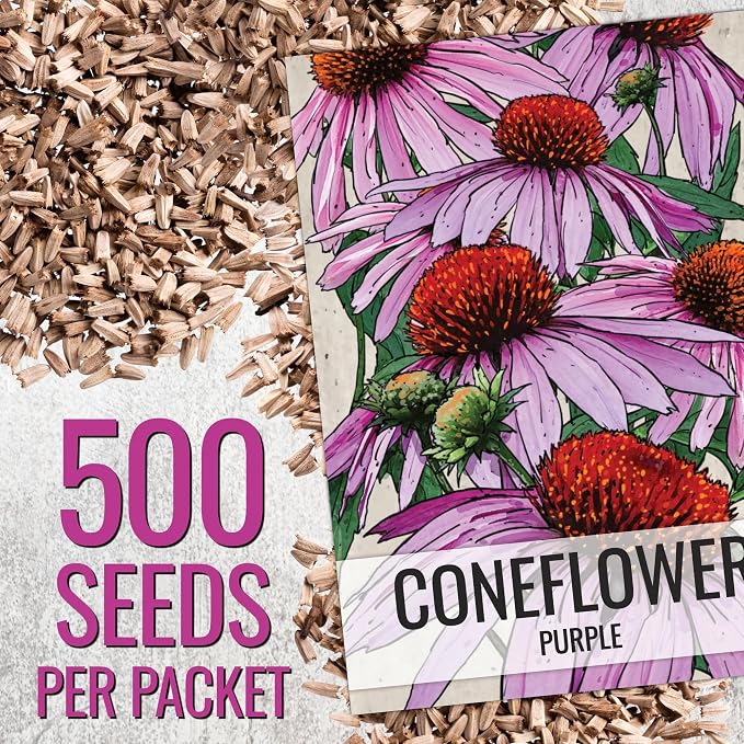 Seed Needs Purple Coneflower Seeds to Plant Echinacea Flowers 2 Packs
