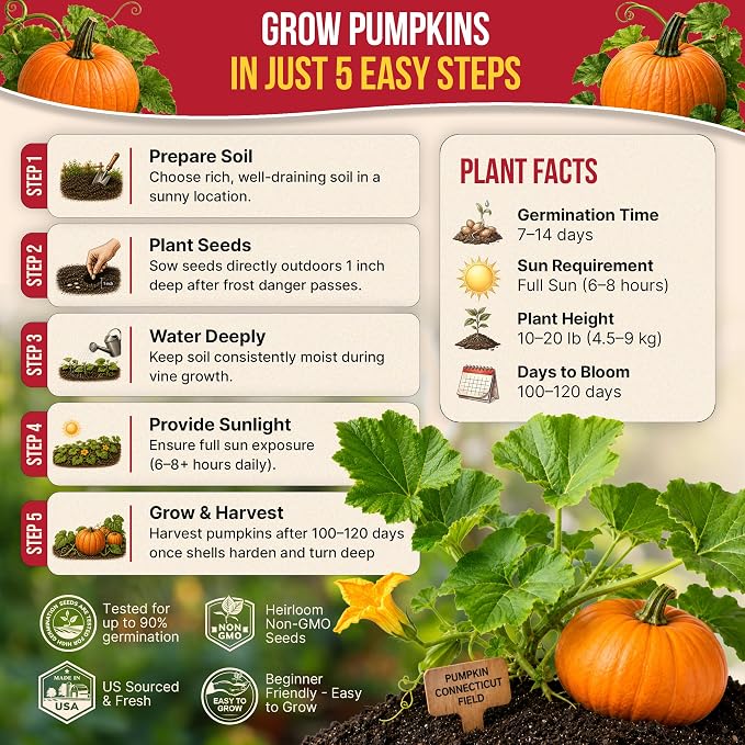 Organo Republic Pumpkin Connecticut Field Seeds Pack, 10G - Over 60 Non-GMO Heirloom Pumpkin Seeds for Planting Vegetables in Individual Seed Packet, Vegetable Seeds for Indoor & Outdoor Gardening