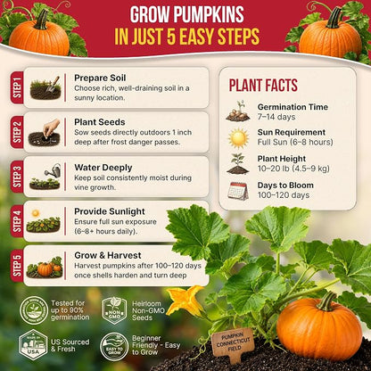 Organo Republic Pumpkin Connecticut Field Seeds Pack, 10G - Over 60 Non-GMO Heirloom Pumpkin Seeds for Planting Vegetables in Individual Seed Packet, Vegetable Seeds for Indoor & Outdoor Gardening