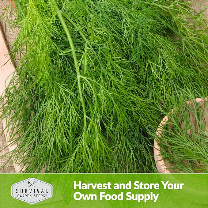 Compact Dill Seeds for Planting – Dwarf Dill for Containers & Small-Space Gardens – High Germination Heirloom Non-GMO Herb for Indoor or Outdoor Growing – Survival Garden Seeds (2 Packs)