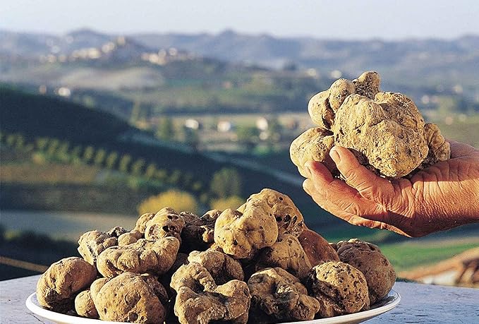 White Truffle Mushrooms Non GMO for Planting Mycelium Spawn Spores