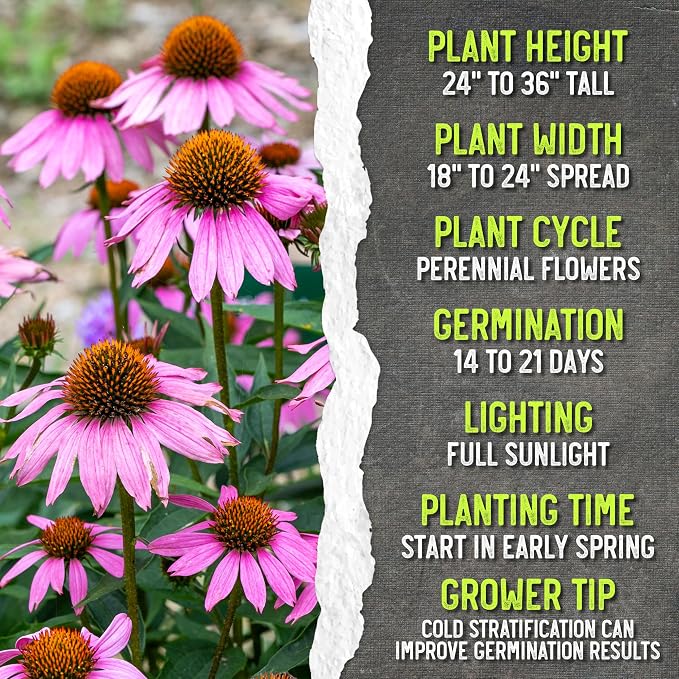 Seed Needs Purple Coneflower Seeds to Plant Echinacea Flowers 2 Packs