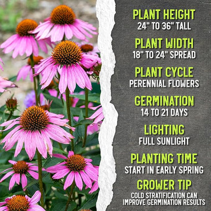 Seed Needs Purple Coneflower Seeds to Plant Echinacea Flowers 2 Packs