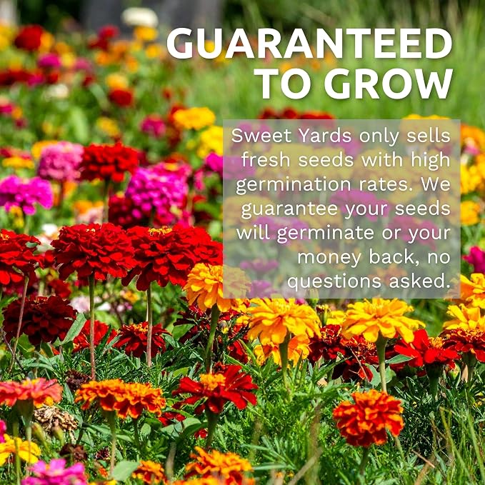 Bulk Cosmos Seeds Wildflower Mixture - 1 Pound Bag - Over 80,000 Seeds - Pink, Yellow, Orange, Red, Purple and White Mixed Species!
