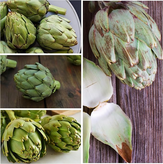 Seed Needs Green Globe Artichoke Seeds to Plant Heirloom & Non-GMO 2 Packs