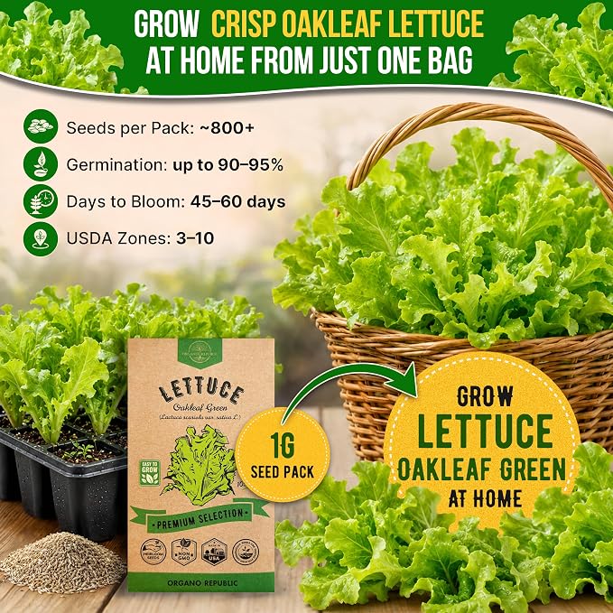 Organo Republic Lettuce Oakleaf Seeds Pack 1 G - Over 800 Non-GMO Heirloom Lettuce Seeds for Planting Greens in Individual Seed Packet, Greens Seeds for Planting Home Garden Indoor & Outdoor Gardening