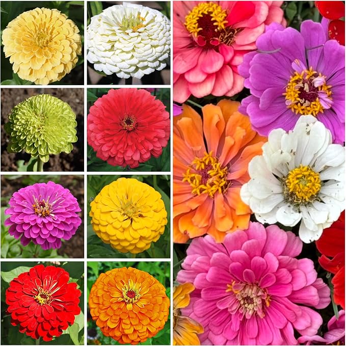 Seed Needs Zinnia Seeds Variety Pack of 9 - Plant a Butterfly Flower Garden