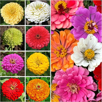 Seed Needs Zinnia Seeds Variety Pack of 9 - Plant a Butterfly Flower Garden