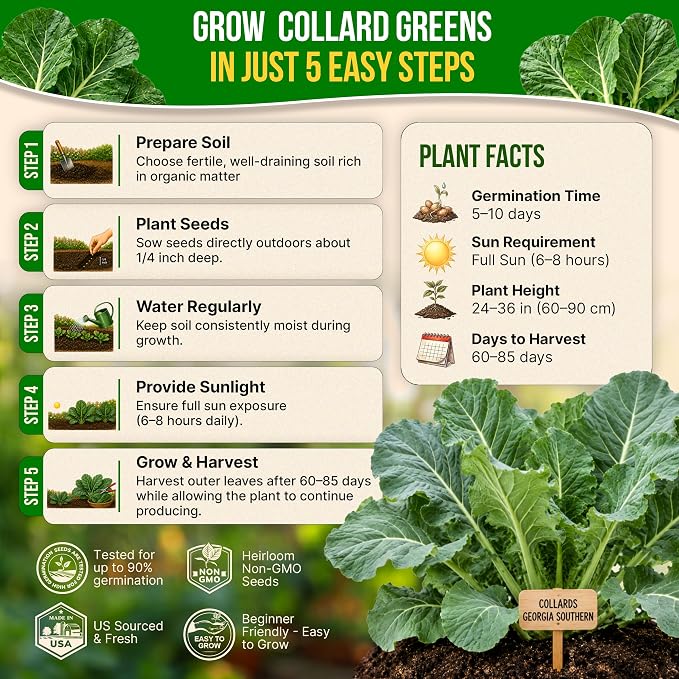 Organo Republic Collard Georgia Southern Seeds Pack 5G - Over 1900 Non-GMO Heirloom Collard Seeds for Planting Vegetable in Individual Seed Packet Vegetables Seeds for Planting Indoor & Outdoor