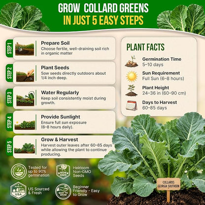 Organo Republic Collard Georgia Southern Seeds Pack 5G - Over 1900 Non-GMO Heirloom Collard Seeds for Planting Vegetable in Individual Seed Packet Vegetables Seeds for Planting Indoor & Outdoor
