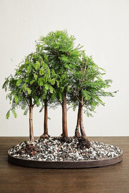 Bonsai Soil by The Bonsai Supply – 20qts. Professional Bonsai Soil Mix | Ready to use| Great for All Bonsai Tree Varieties.