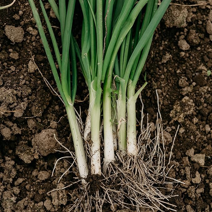 Organic Onion Seeds (Bunching Evergreen) - Approx 200 Seeds - USDA Organic, Non-GMO, Open Pollinated, Heirloom, USA Origin (Pack of 2)