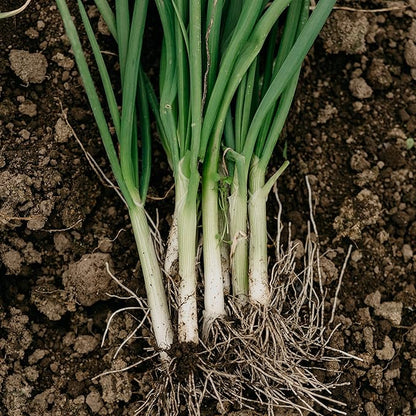 Organic Onion Seeds (Bunching Evergreen) - Approx 200 Seeds - USDA Organic, Non-GMO, Open Pollinated, Heirloom, USA Origin (Pack of 2)