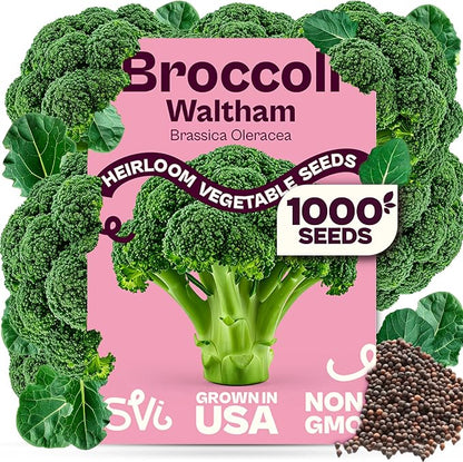 SVI 1000 Waltham Broccoli Seeds (Brassica oleracea) – Waltham 29 Broccoli Seed Packets, Brassica Seed – Cool Season Heirloom Vegetable Seeds for Outdoors, Vegetable Garden