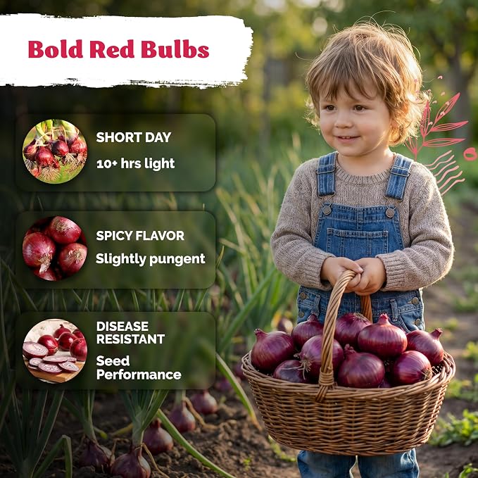 KVITER 350 Red Creole Onion Seeds (Allium Cepa) - Cebolla Roja, Short Day Kitchen Onion for Fresh Cooking, Heirloom Seed Packets- Vegetable Seeds for Outdoor Vegetable Garden, Containers, Greenhouses