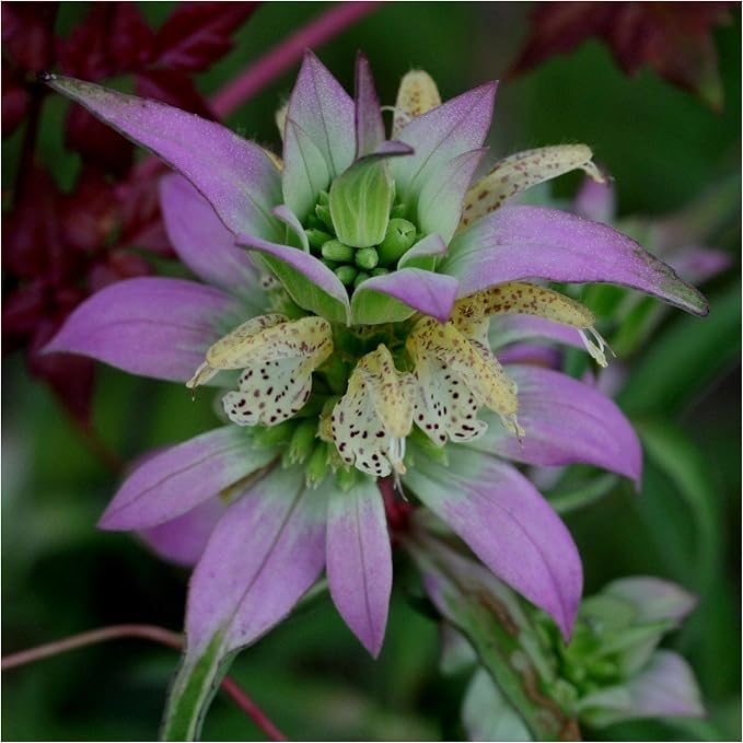 Seed Needs Bee Balm Seeds Variety Pack of 3 Perennial Monarda Flowers