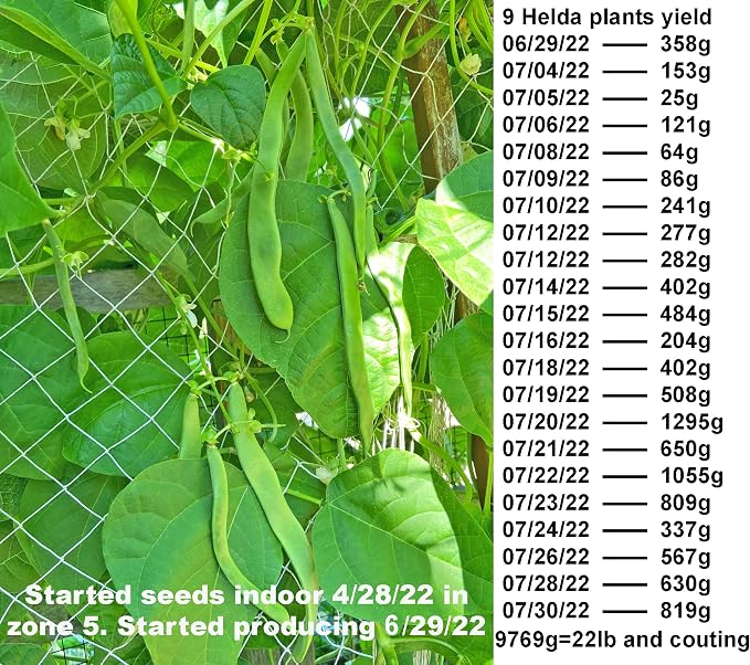 Bean Seeds for Planting Vegetables and Fruits. Pole Beans,Bush Beans,Romano Beans.Non GMO Garden Seeds for Home Vegetable Garden-Organic Stringless Heirloom Romano Green Pole Bean Seeds Helda-30ct+