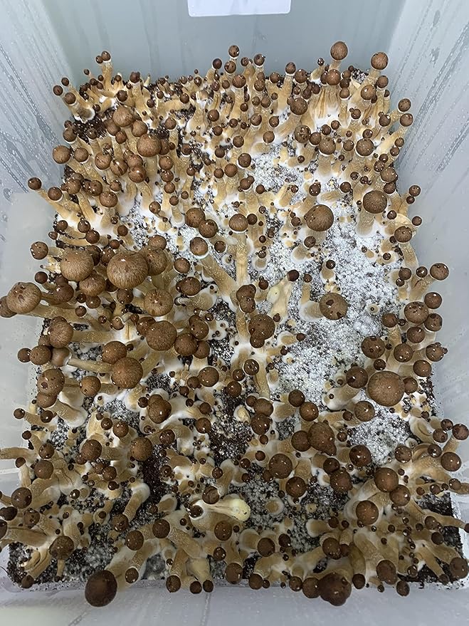 Seeds Porcini Mushrooms Spores - Heirloom - GMO Free