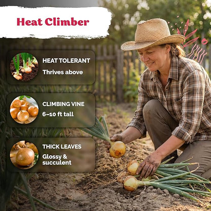 KVITER 250 Texas Early Grano Onion Seeds (Allium Cepa) - Sweet Onions, Short-Day, Non GMO Onion Seed Packets - Heirloom Vegetable Seeds for Outdoors, Vegetable Garden, Kitchen Containers