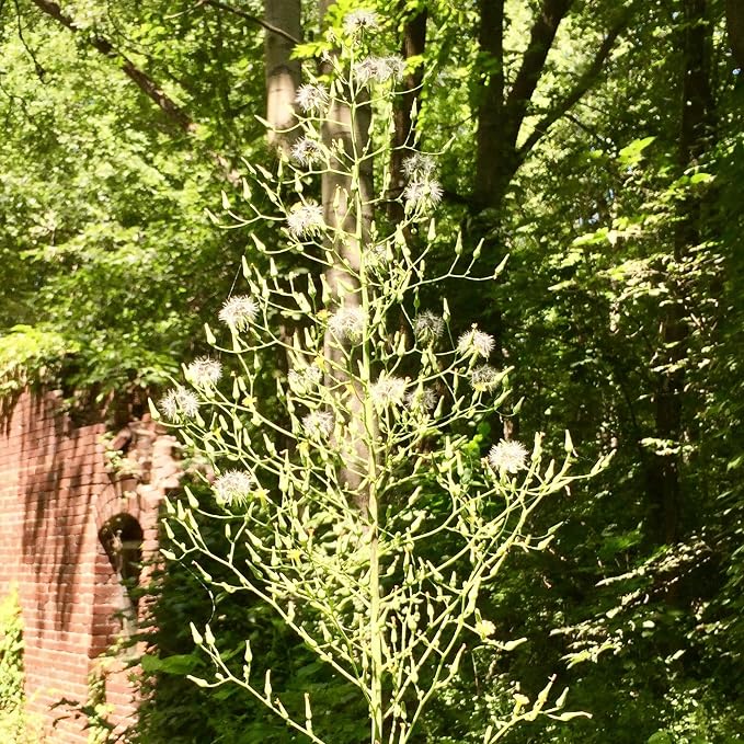 Wild Lettuce (Lactuca virosa) - Packet of 50 Seeds