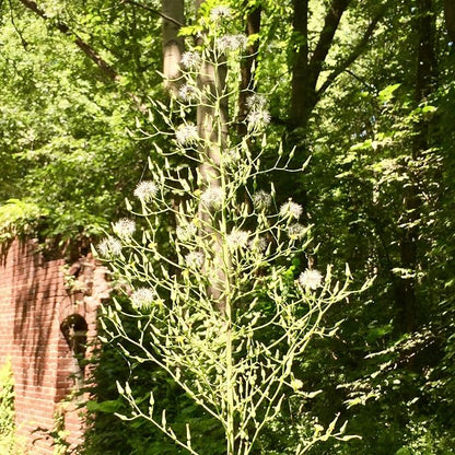 Wild Lettuce (Lactuca virosa) - Packet of 50 Seeds