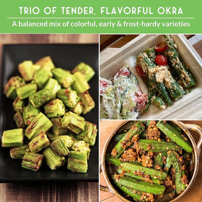 Okra Seeds Collection for Planting - 3 Heirloom Okras: Clemson Spineless, Red Burgundy, & Emerald Green Varieties - Non-GMO Vegetable Garden Variety Pack for Outdoor Growing - Survival Garden Seeds