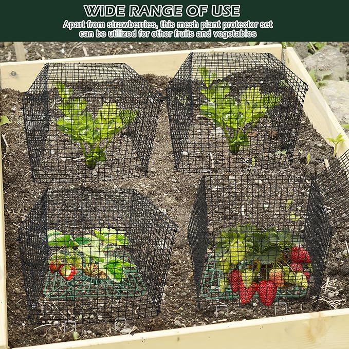 4 Sets Upgraded Strawberry Supports with Wire Plant Protectors from Animal 12x12Inch Sturdy Metal Wire Plant Cages Mesh Plant Cover and Strawberry Growing Racks Planting Stand for Garden Strawberry