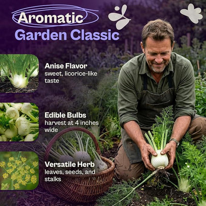 SVI 1000 Florence Fennel Seeds (Foeniculum vulgare) – Sweet Fennel Seed Packets Bulk Natural Herbs – Open Pollinated Heirloom Herb Seeds, Full Sun Outdoor Herb Garden & Indoor Herbs, Containers