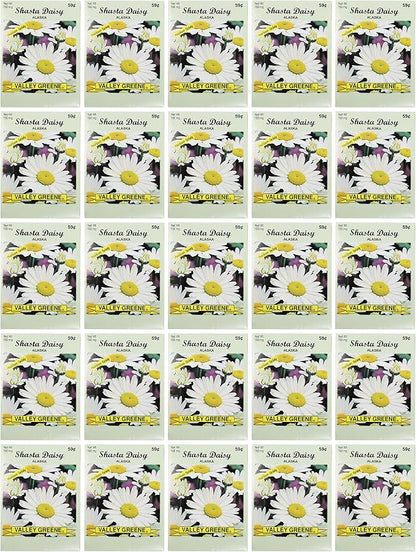 Black Duck Brand Set of 25 Shasta Daisy Flower Seed Packets! Flower Seeds in Bulk - Great for Creating The Garden of Your Dreams! (25, Shasta Daisy - Alaska)